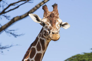 Portrait of a Reticulated Giraffe