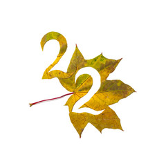 Fototapeta premium Figure 2 is cut from yellow maple leaf
