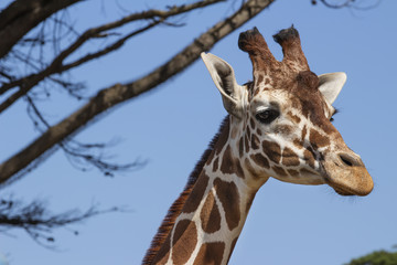Portrait of a Reticulated Giraffe