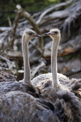 A Pair of Ostriches