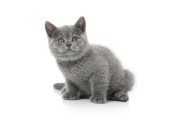 Cat. Small british kitten on white background