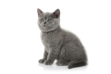 Cat. Small british kitten on white background