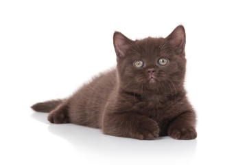 Cat. Small british kitten on white background