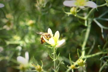 Photo of nature - honey bee on white flower at summer time. Pollination concept