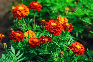 Obraz na płótnie Canvas Beautiful bright orange Tagetes patula or French marigold flowers growing in the garden. Summer nature in bloom.