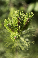 Young pine branch, green pattern background