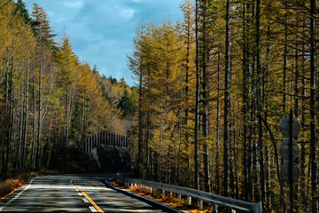 Pine and Sky During the trip to Mount Fuji.