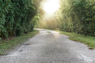 Obraz premium Quiet Peaceful Country Lane Lined with Trees and Bamboo Forming Tunnel