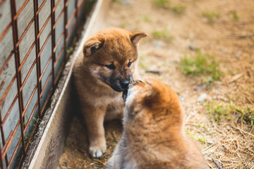 Portrait of cute red shiba inu puppy sitting and kissing its brother