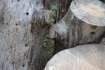 Распиленые сосновые брёвна. Старая, засохшая сосна была повалена и распилена на чурбачки и подготовлена к утилизации. © slavap