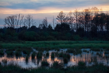 Evening mistical bog landscape in autumn at cloudy day