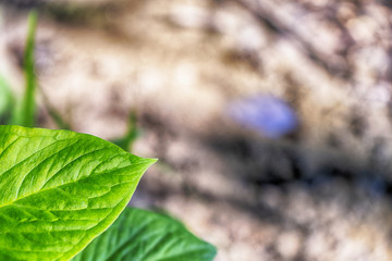 Green leaves with brown ground for background