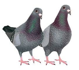 pigeon voyageur, debout, oiseau, côte à côte, couple, illustration