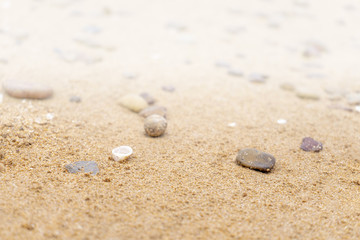 Fototapeta na wymiar Sandy floor on the beach and shells and stones