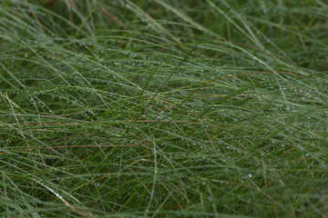 Grass and rain drops