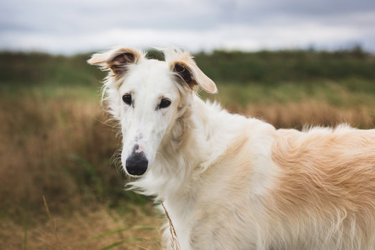 Close-up Portrait of elegant and beautiful russian borzoi dog in the field