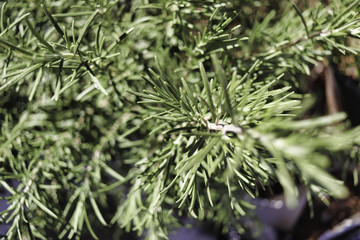 flowers and plants in garden