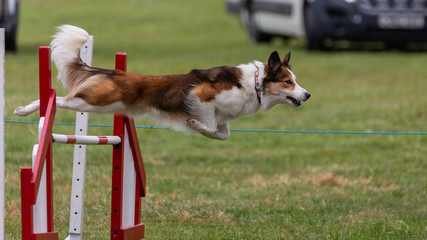 Agility show held at the Usk Show Ground on 21st and 22nd July 2018. Saturday competition held in...