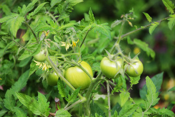 Fototapeta premium Agriculture concept. Green tomatoes grows in a garden outdoor
