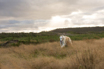 Portrait of happy and free beige dog breed russian borzoi running in the field at sunset