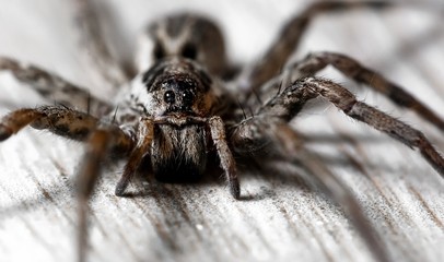 One spider close-up
