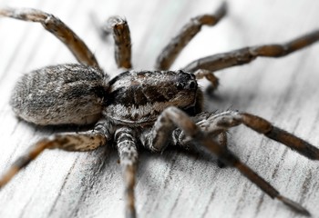 One spider close-up