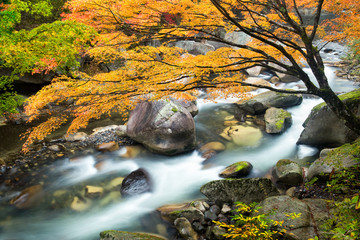 Bunte Herbstlandschaft im Wald mit Bach