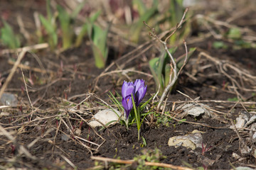 Spring crocuses