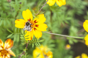 Colorful flowers in garden