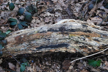 Rustic Forest Ground