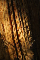 Obraz premium Dark Orange Bark