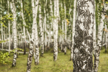 September autumn birch grove