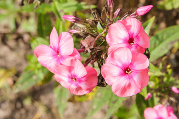 Fototapeta na wymiar Pink beautiful flowers in the garden in summer in Sunny weather