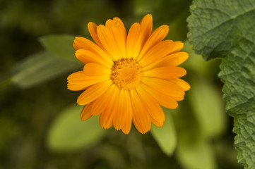 Colorful flowers in garden