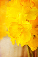 Spring flowers, beautiful fresh narcissus flowers, art photo, retro postcard