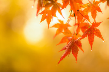 autumnal background, slightly defocused red maple leaves with water drops