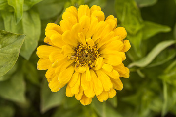 Colorful flowers in garden