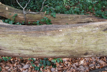 Fallen tree on forest ground