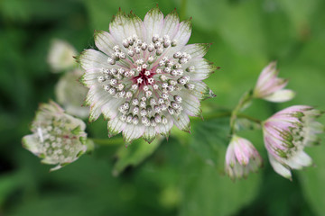 Fototapeta premium Close view of pink Astrantia flower