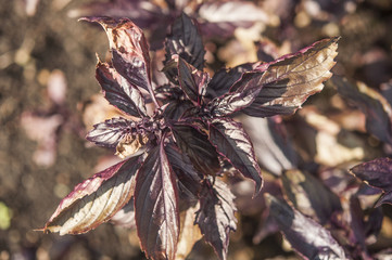 Purple basil on beds in the garden