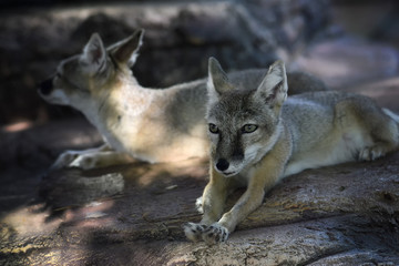 eastern wolves. family in the nursery.