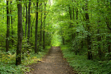 Obraz premium Road in deciduous forest at summer.