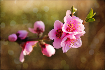 Spring flowers, beautiful fresh pink cherry flowers, art photo, retro postcard
