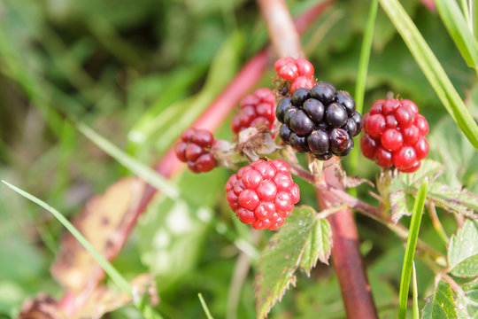 A BlackBerry Bush with berries in the summer