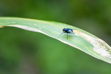Close-up of fly perching on blade of grass