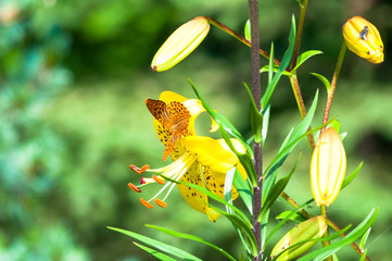 Orange butterfly perching on flower's petal in springtime