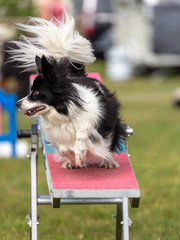 Agility show held at the Usk Show Ground on 21st and 22nd July 2018. Saturday competition held in overcast and some sunny conditions - Sunday held with sunny conditions.