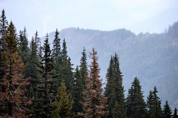 panoramic view of misty forest in western carpathian mountains. Tatra in foggy sunset
