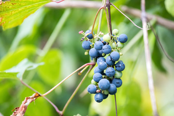 Weintrauben an Weinrebe, Wals, Salzburg