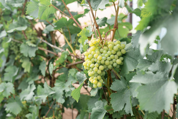 Bunches of vines hanging on the branches in the garden